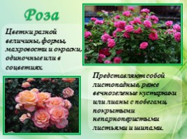 Многолетние цветущие растения «Растения сезонного оформления цветников», слайд 31