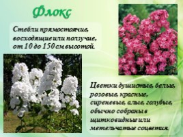 Многолетние цветущие растения «Растения сезонного оформления цветников», слайд 34