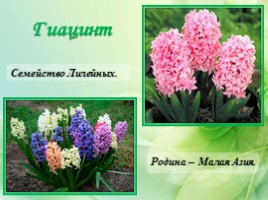 Многолетние цветущие растения «Растения сезонного оформления цветников», слайд 40