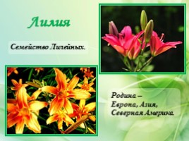 Многолетние цветущие растения «Растения сезонного оформления цветников», слайд 43