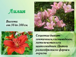 Многолетние цветущие растения «Растения сезонного оформления цветников», слайд 44