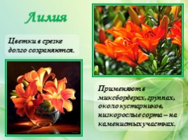 Многолетние цветущие растения «Растения сезонного оформления цветников», слайд 45