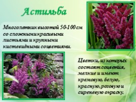 Многолетние цветущие растения «Растения сезонного оформления цветников», слайд 5