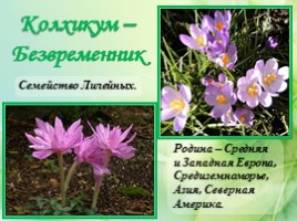 Многолетние цветущие растения «Растения сезонного оформления цветников», слайд 53