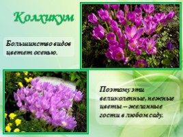 Многолетние цветущие растения «Растения сезонного оформления цветников», слайд 55