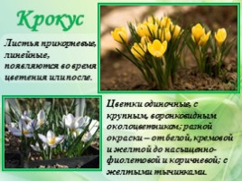 Многолетние цветущие растения «Растения сезонного оформления цветников», слайд 57