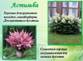 Многолетние цветущие растения «Растения сезонного оформления цветников», слайд 6