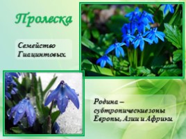 Многолетние цветущие растения «Растения сезонного оформления цветников», слайд 62