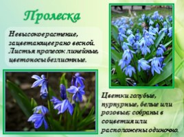 Многолетние цветущие растения «Растения сезонного оформления цветников», слайд 63