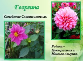 Многолетние цветущие растения «Растения сезонного оформления цветников», слайд 66