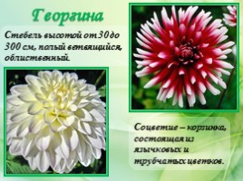 Многолетние цветущие растения «Растения сезонного оформления цветников», слайд 67