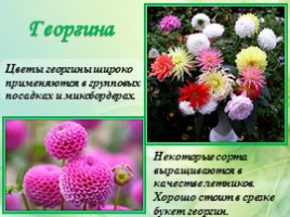 Многолетние цветущие растения «Растения сезонного оформления цветников», слайд 68