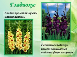 Многолетние цветущие растения «Растения сезонного оформления цветников», слайд 70