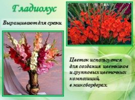 Многолетние цветущие растения «Растения сезонного оформления цветников», слайд 71