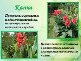 Многолетние цветущие растения «Растения сезонного оформления цветников», слайд 74