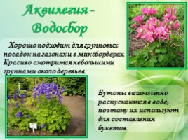 Многолетние цветущие растения «Растения сезонного оформления цветников», слайд 8