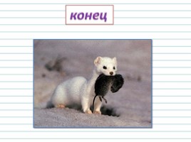 Русский язык 3 класс - Урок 86 - Изложение «Горностай», слайд 12