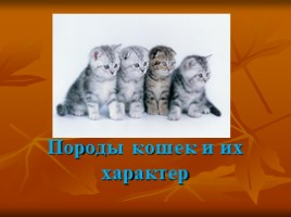 Породы кошек и их характер, слайд 1