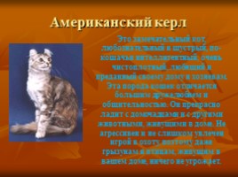 Породы кошек и их характер, слайд 10