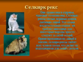 Породы кошек и их характер, слайд 11