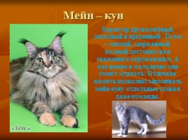 Породы кошек и их характер, слайд 12