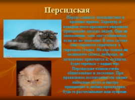 Породы кошек и их характер, слайд 14