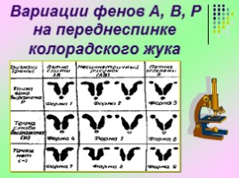 Исследовательская работа «Изучение изменчивости фенетических признаков колорадского жука», слайд 10