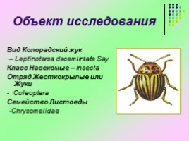 Исследовательская работа «Изучение изменчивости фенетических признаков колорадского жука», слайд 5