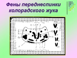 Исследовательская работа «Изучение изменчивости фенетических признаков колорадского жука», слайд 7