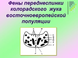 Исследовательская работа «Изучение изменчивости фенетических признаков колорадского жука», слайд 9