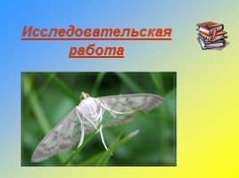 Исследовательская работа «Влияние паразитических перепончатокрылых на развитие огневки крапивной большой в природных экосистемах»