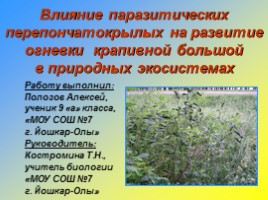 Исследовательская работа «Влияние паразитических перепончатокрылых на развитие огневки крапивной большой в природных экосистемах», слайд 2