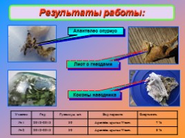 Исследовательская работа «Эколого-биологические особенности развития боярышниц», слайд 12
