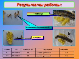 Исследовательская работа «Эколого-биологические особенности развития боярышниц», слайд 13