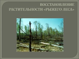 Чернобыльская трагедия, слайд 12