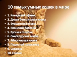 Самые умные кошки в мире, слайд 2
