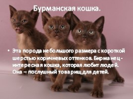 Самые умные кошки в мире, слайд 5