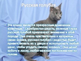 Самые умные кошки в мире, слайд 7