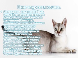 Самые умные кошки в мире, слайд 8