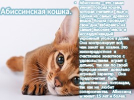 Самые умные кошки в мире, слайд 9