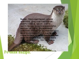 Животные Курска и Курской области, слайд 102