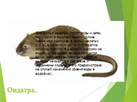 Животные Курска и Курской области, слайд 104