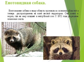 Животные Курска и Курской области, слайд 11
