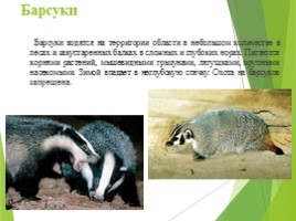 Животные Курска и Курской области, слайд 12