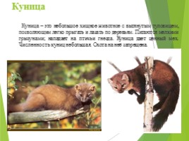 Животные Курска и Курской области, слайд 13