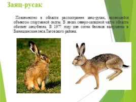 Животные Курска и Курской области, слайд 15