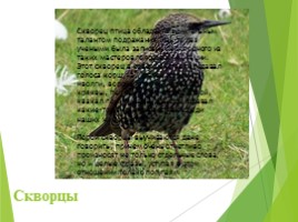 Животные Курска и Курской области, слайд 20