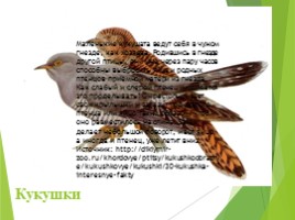 Животные Курска и Курской области, слайд 24