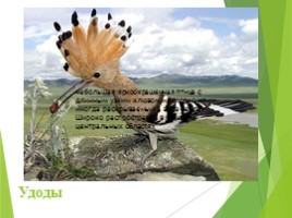 Животные Курска и Курской области, слайд 25