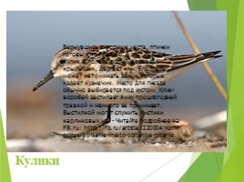 Животные Курска и Курской области, слайд 26